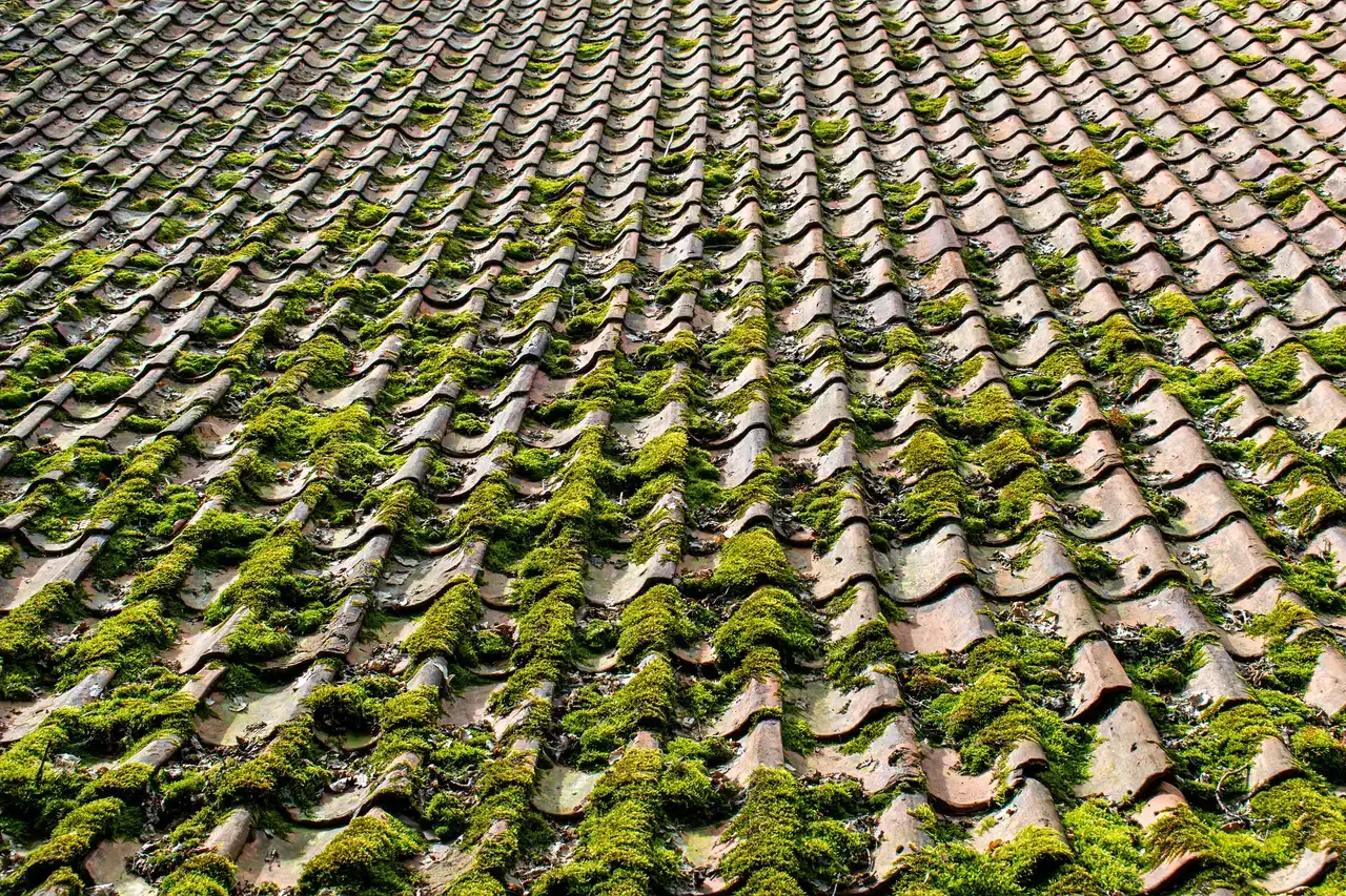 Moss Removal